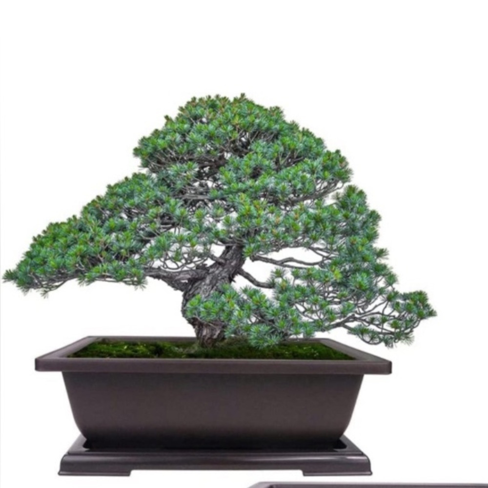 4 x 10 inch bonsai planter
